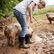 Women's Chore Classic Mid Steel Toe Boot, , large