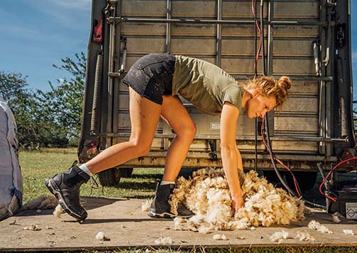 Sheep Shearing