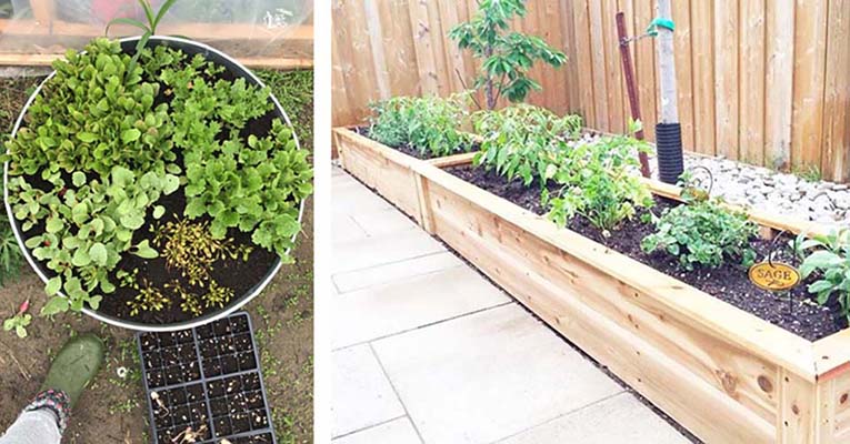 Herbs growing in a flower pot/ Vegetables growing in a raised bed