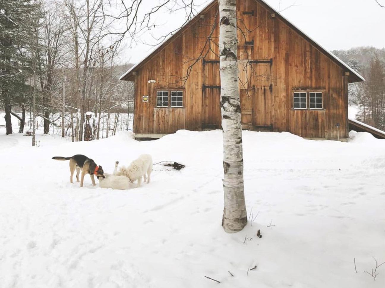 Livestock Farm