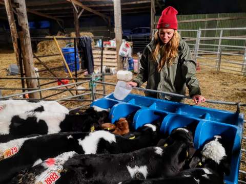 Feeding Cows