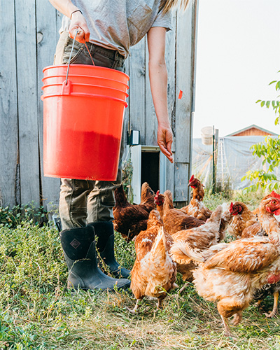 Woman feeding chickens wearing muck boots