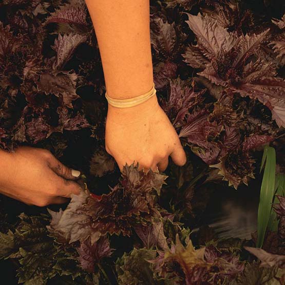 Hands pulling plants from the dirt