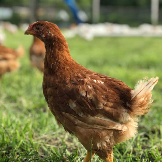 Chicken standing in a field of grass