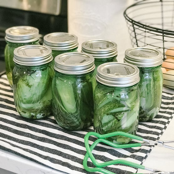 Mason jars in the beginning of pickling process