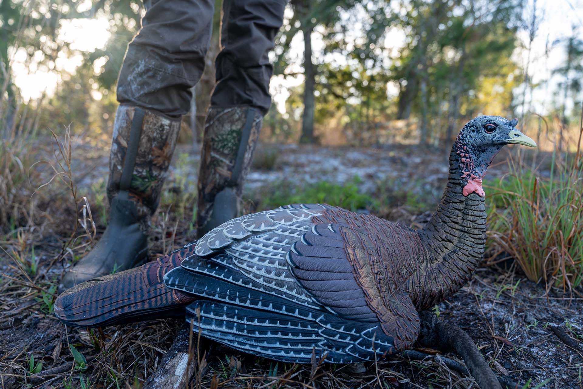 Turkey in the woods