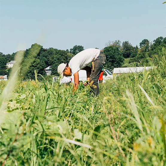 Someone working in the field