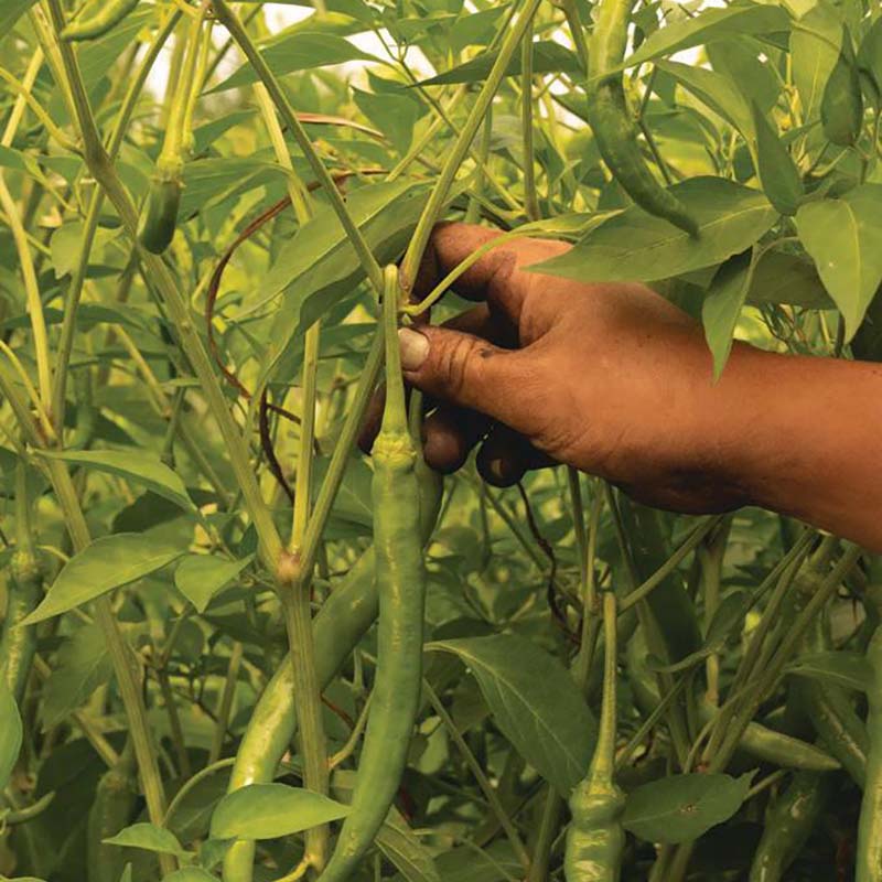 A hand reaching to pull a pepper off the plant