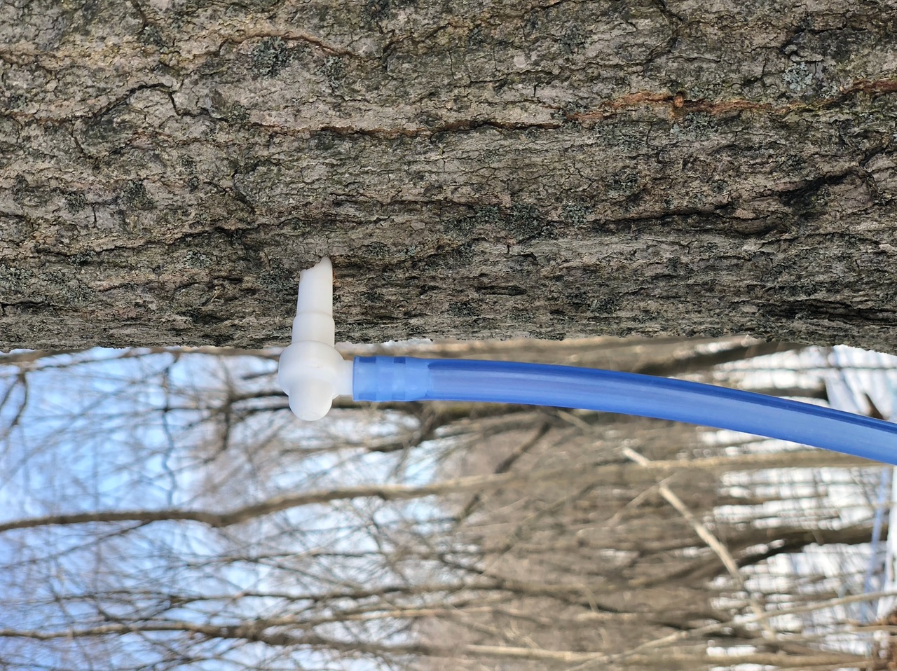 Maple Tree Tap