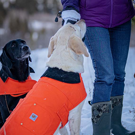Jody's dogs dressed in bright orange coats, ready to spend time outdoors.