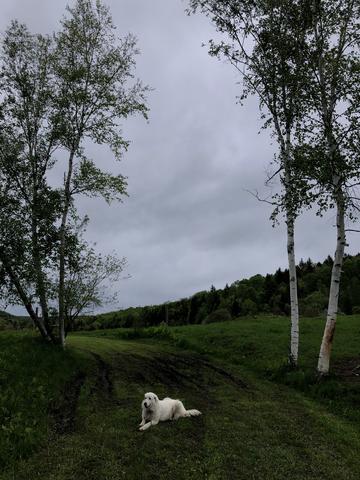 Dog Meadow Image