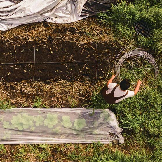 A person laying wire grid and plastic over rows of vegetables