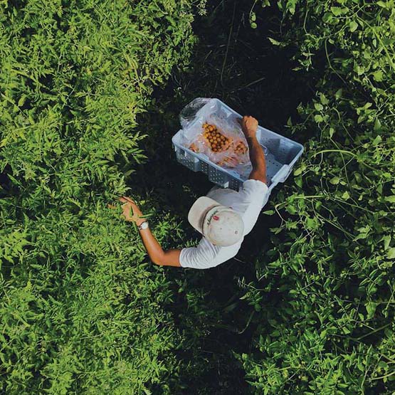 A person picking tomatoes in a lush row of tomato vines