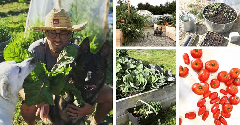 Different Scenes from the farm with vegetables