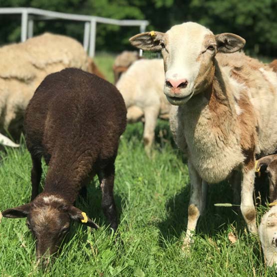 Sheep standing in a field of grass